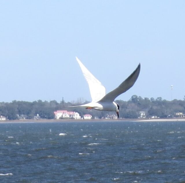 Forster's Tern