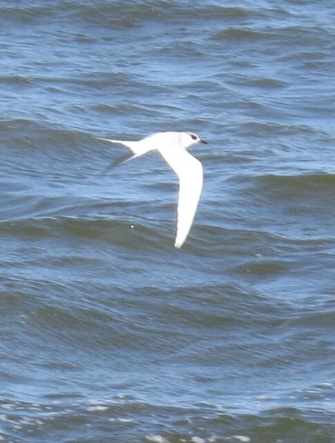 Forster's Tern