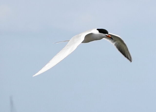 Forster's Tern