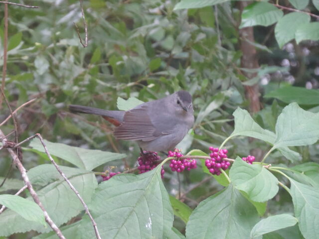 Gray Catbird