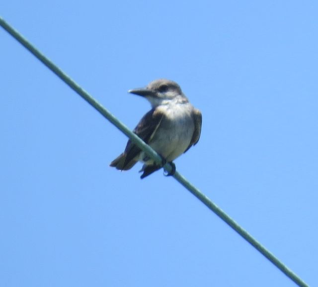 Gray Kingbird