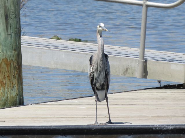Great Blue Heron