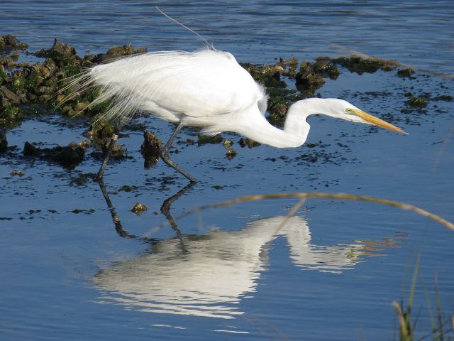 Great Egret
