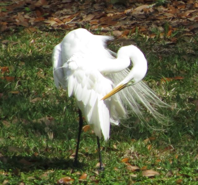 Great Egret