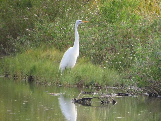 Great Egret