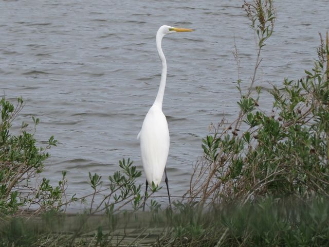 Great Egret