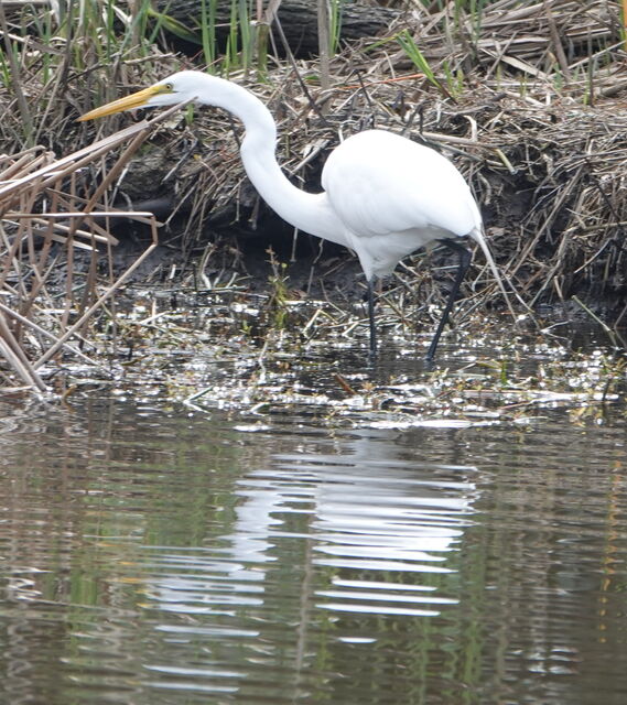 Great Egret