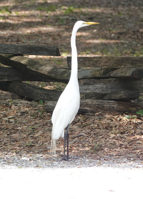 Great Egret