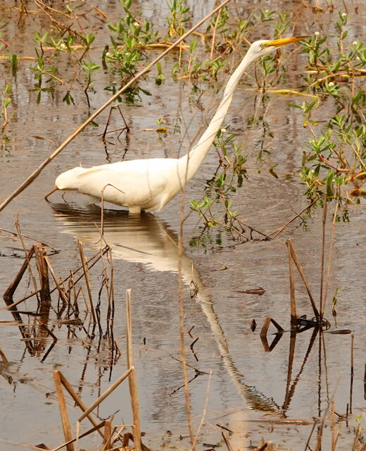 Great Egret