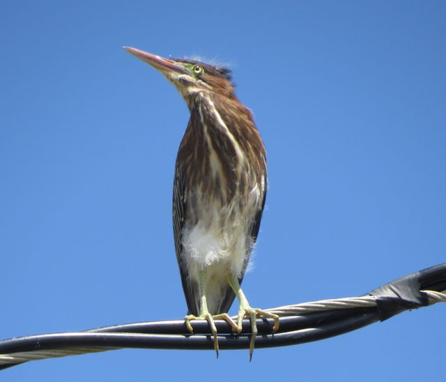Green Heron