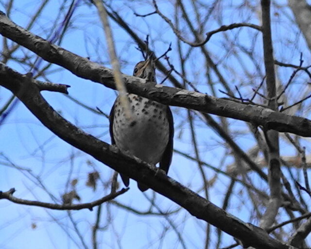Hermit Thrush