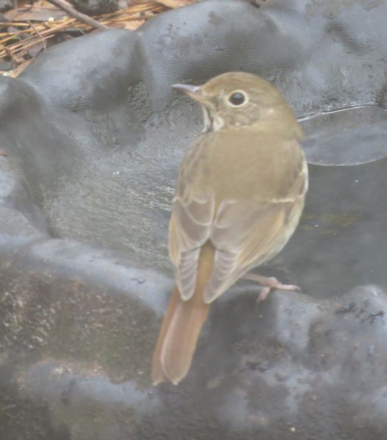 Hermit Thrush