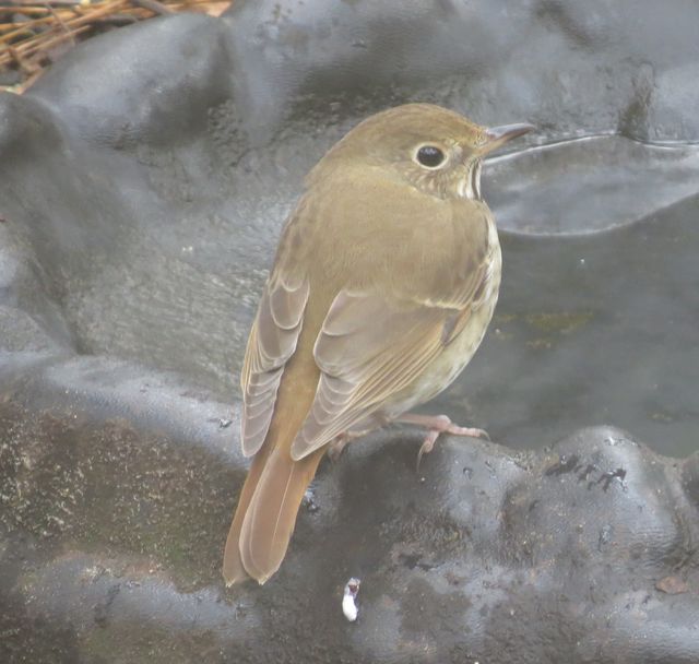 Hermit Thrush