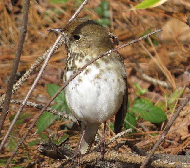 Hermit Thrush