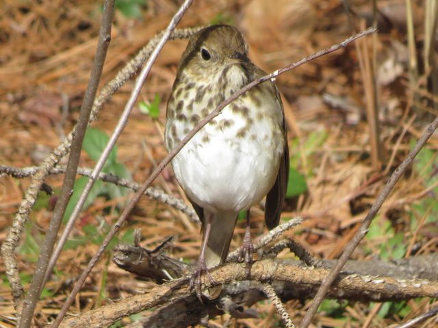 Hermit Thrush