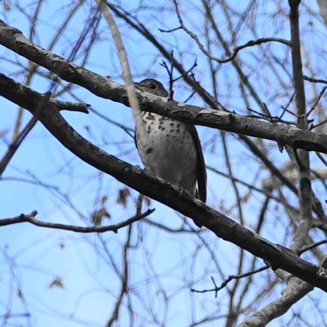 Hermit Thrush
