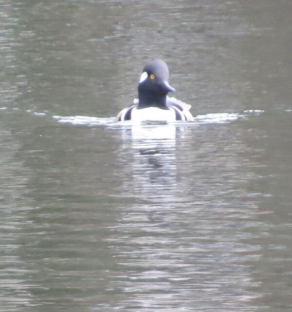 Hooded Merganser