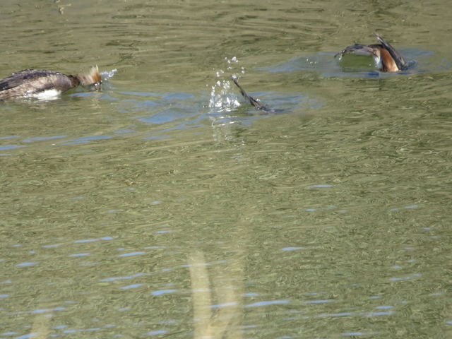 Hooded Merganser