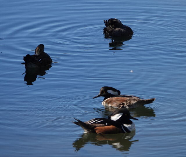 Hooded Merganser