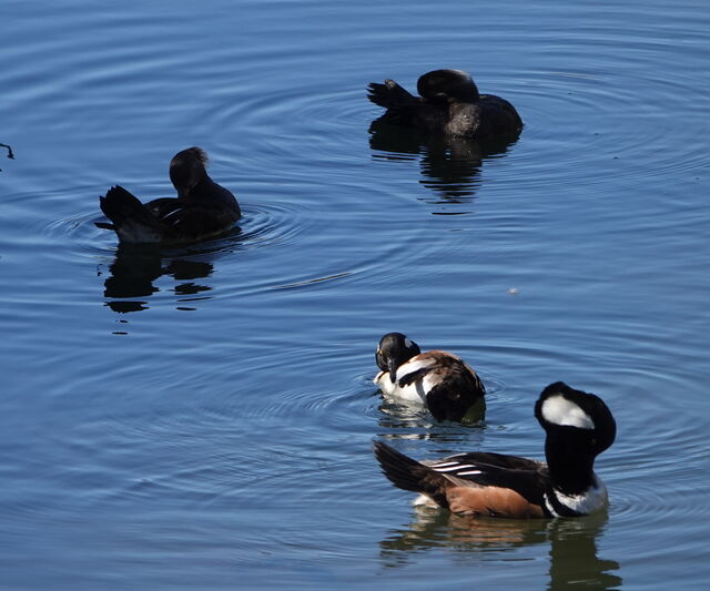 Hooded Merganser