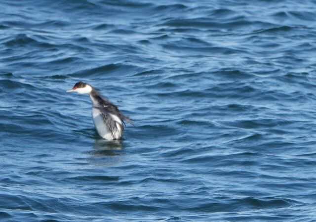 Horned Grebe