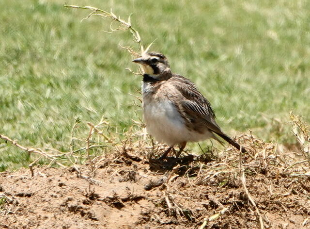 Horned Lark