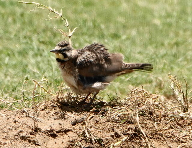 Horned Lark