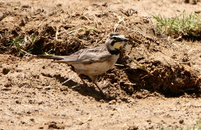 Horned Lark