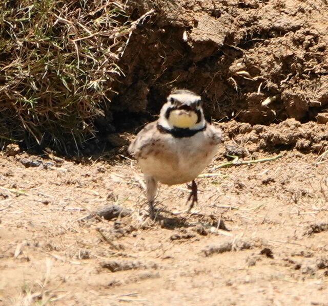 Horned Lark