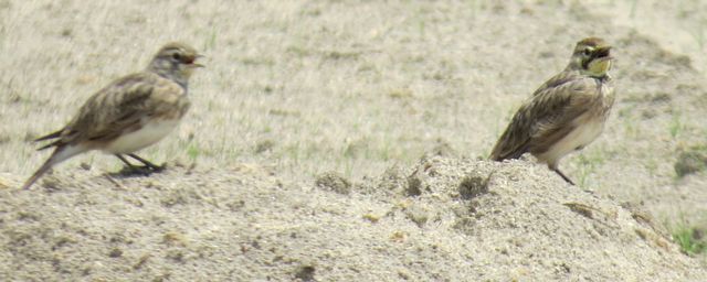 Horned Lark