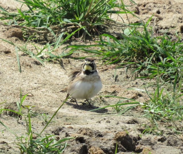 Horned Lark