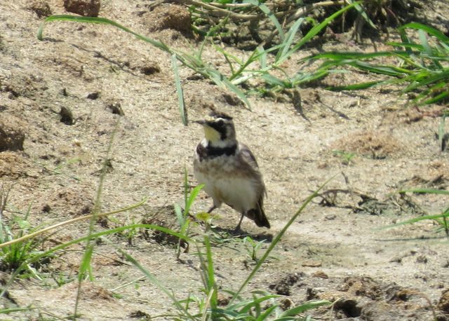 Horned Lark