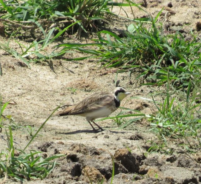 Horned Lark