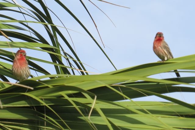 House Finch