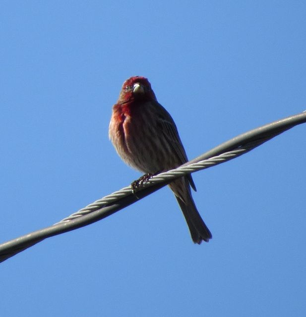 House Finch