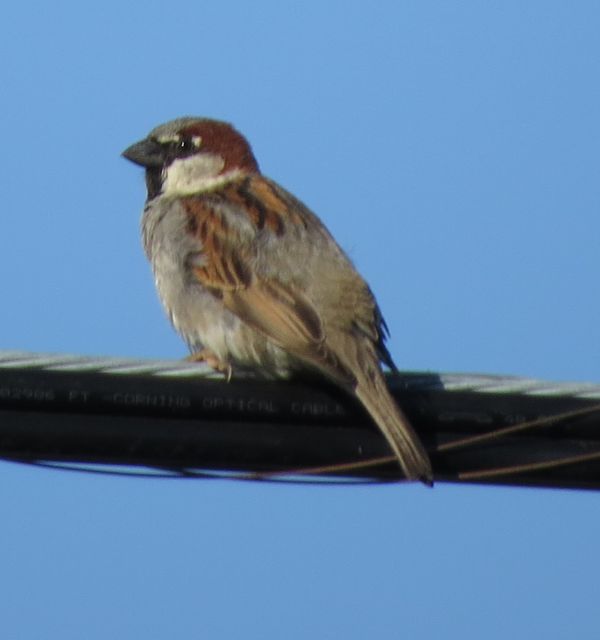 House Sparrow