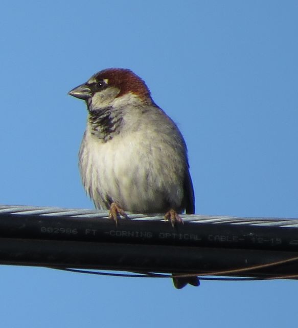 House Sparrow