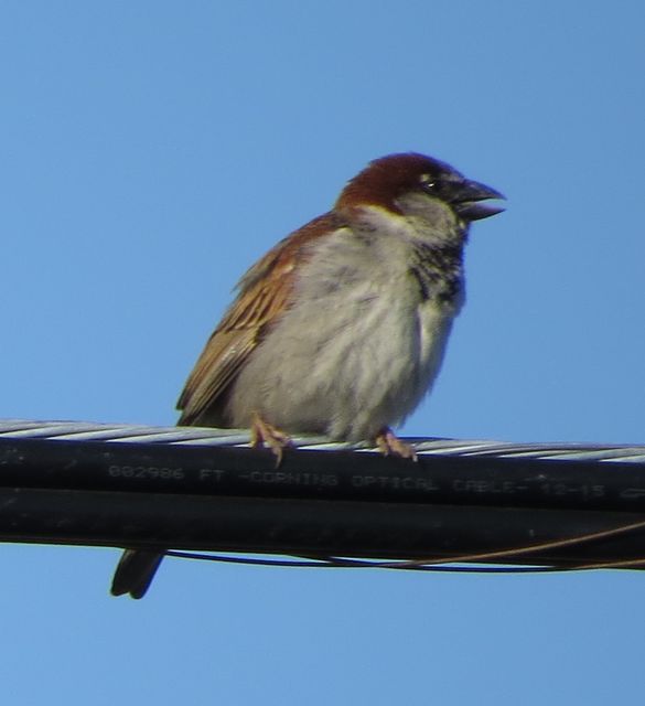 House Sparrow