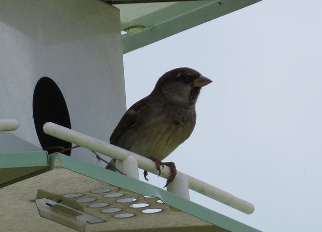 House Sparrow
