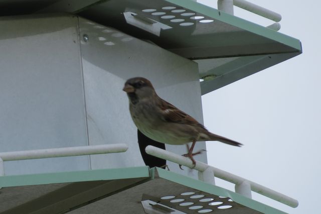 House Sparrow