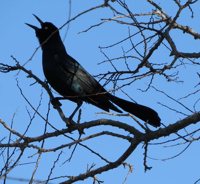 Boat-tailed Grackle