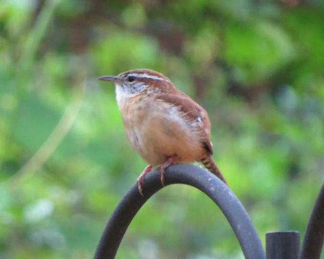 Carolina Wren