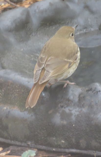 Hermit Thrush