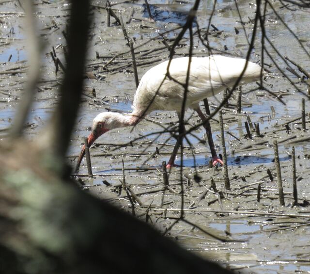 White Ibis