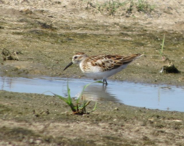 Least Sandpiper