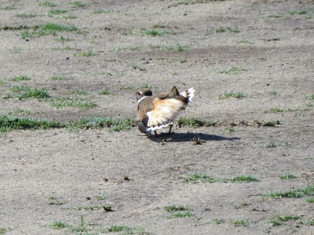 Killdeer