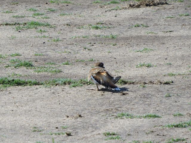 Killdeer