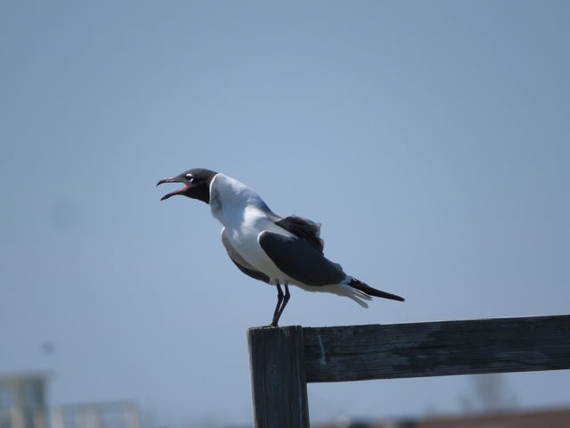 Laughing Gull