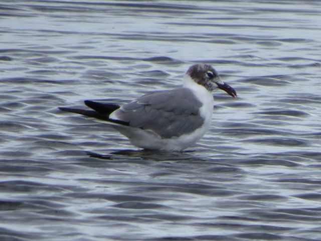 Laughing Gull