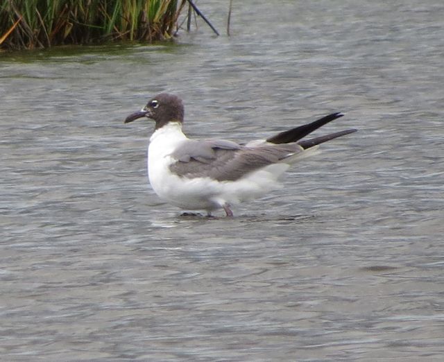 Laughing Gull
